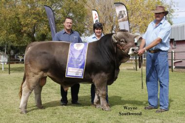 L 5383 - Calf Champion and Reserve Grand Champion of Ian en Ansie 0725960462) Botes Braun Kristalle 